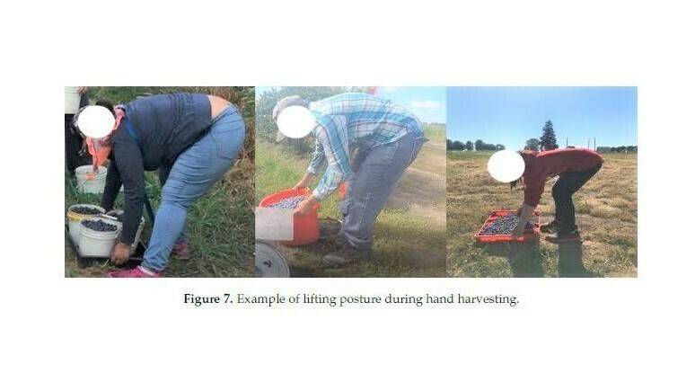 bllueberry para 16 bb (2)